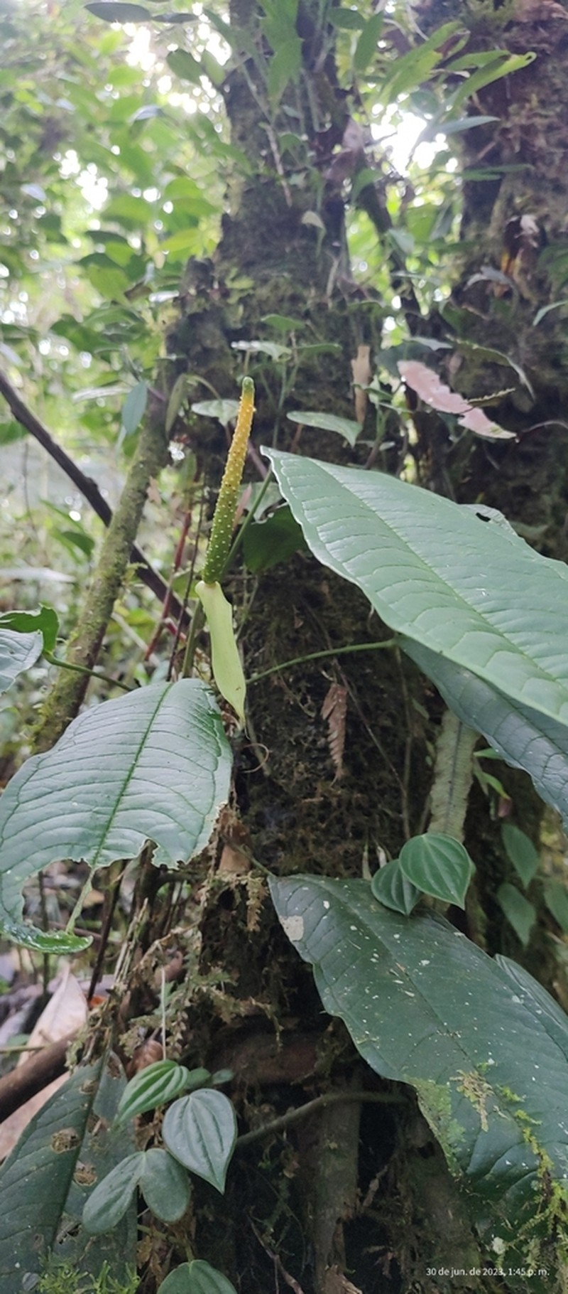 Anthurium carinatum photo 2
