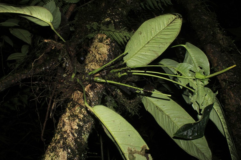Anthurium carinatum photo 3