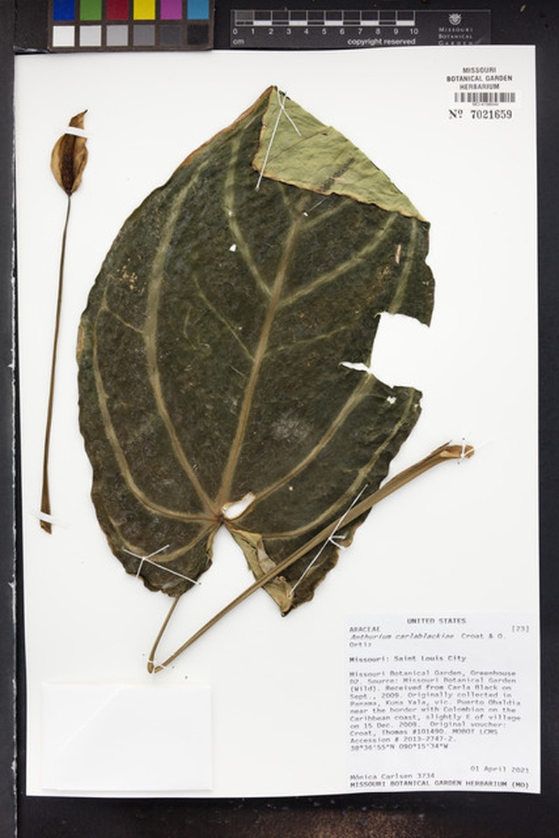Anthurium carlablackiae