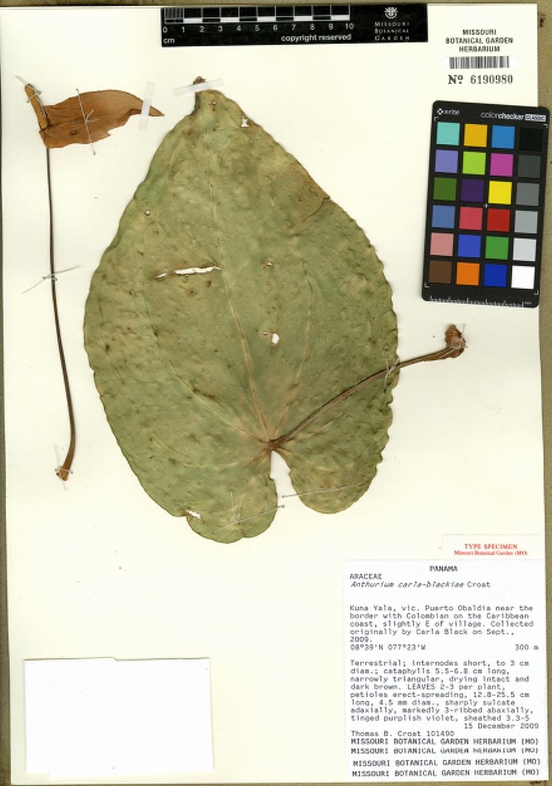 Anthurium carlablackiae photo 2