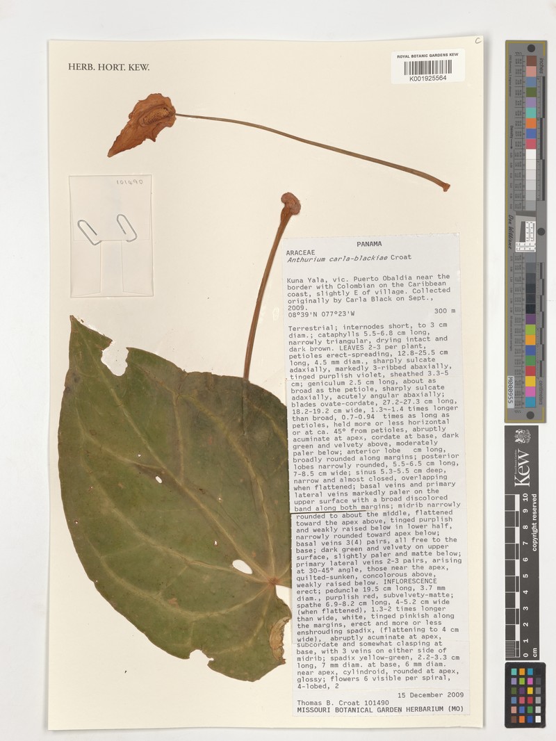 Anthurium carlablackiae photo 3