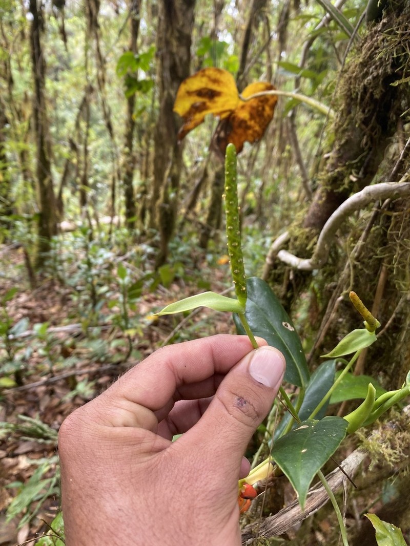 Anthurium carnosum