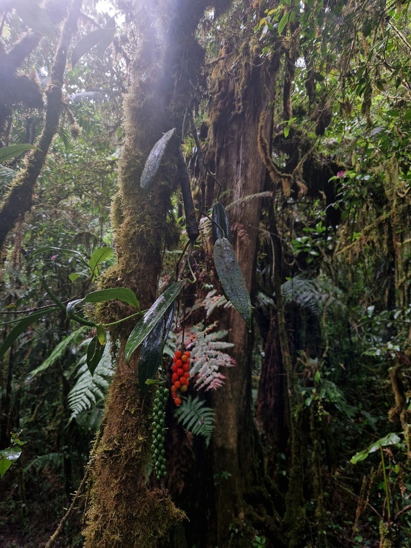 Anthurium carnosum photo 2