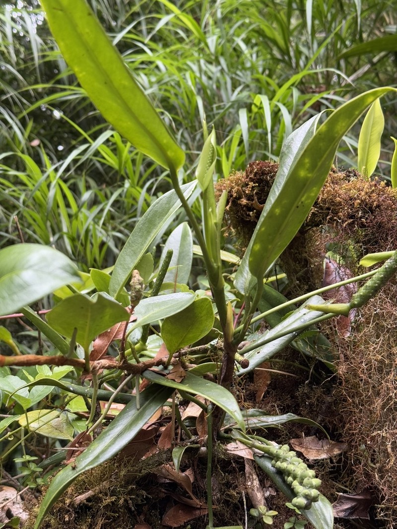 Anthurium carnosum photo 3