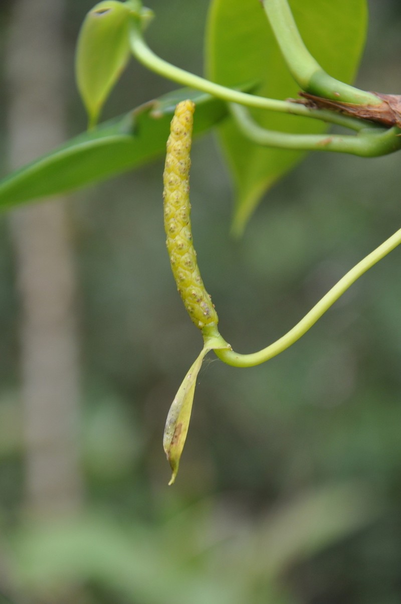 Anthurium carnosum photo 4