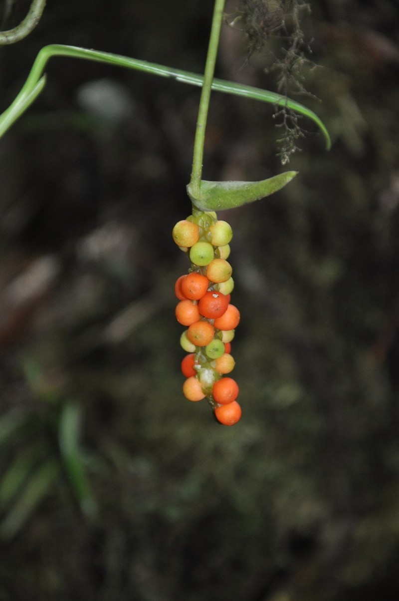 Anthurium carnosum photo 5