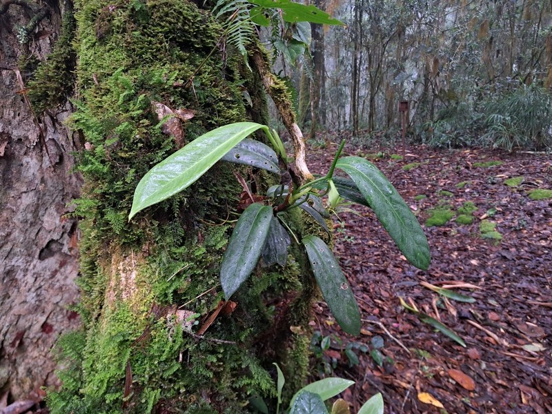 Anthurium carnosum photo 6