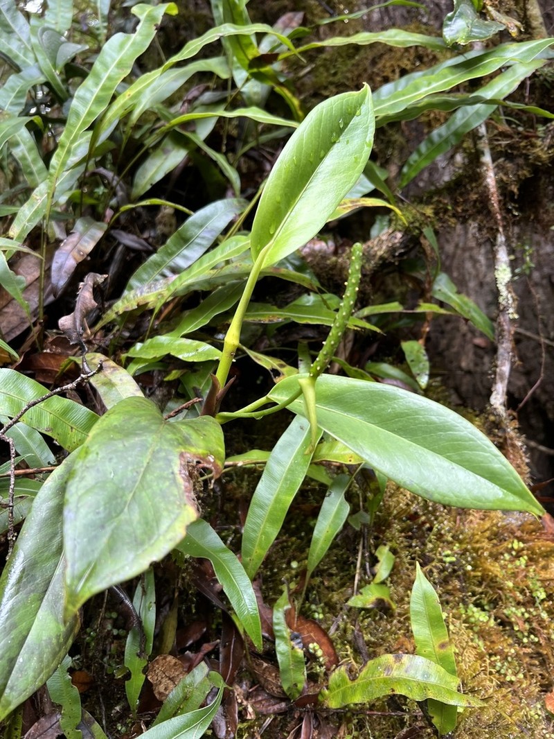 Anthurium carnosum photo 8