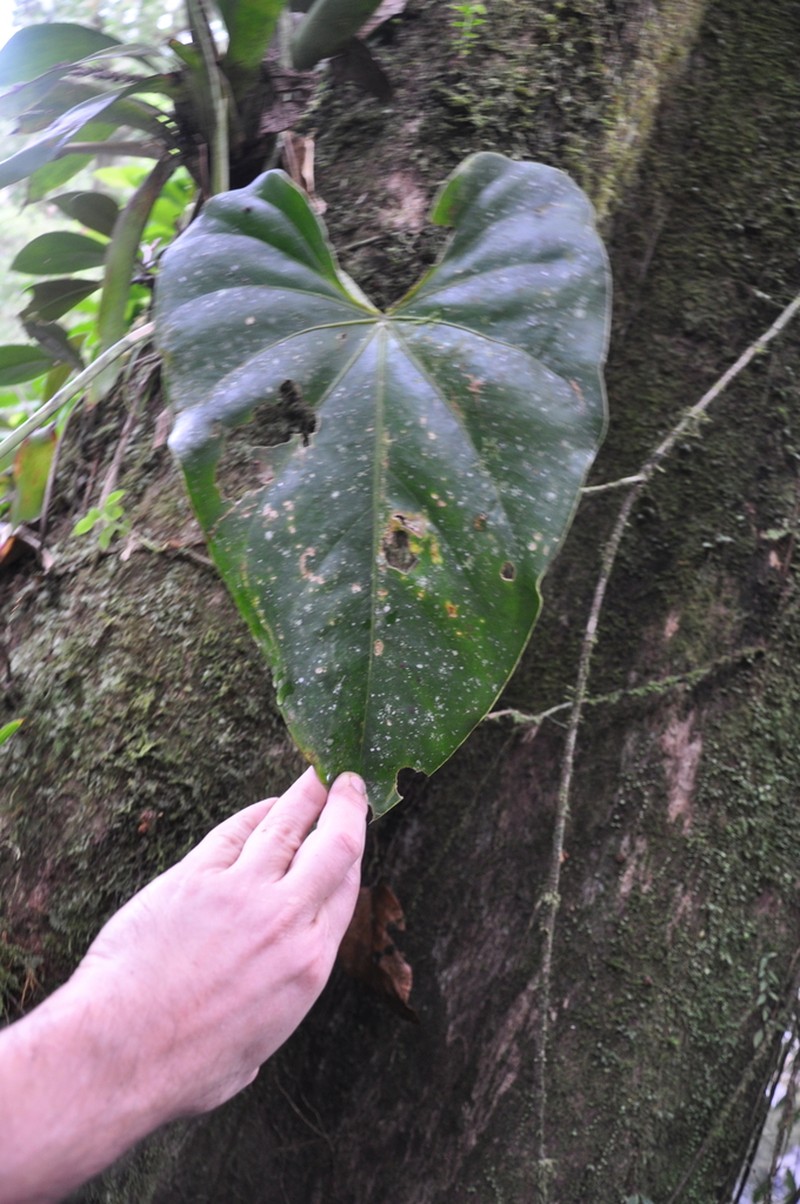 Anthurium cascajalense