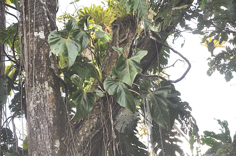 Anthurium cascajalense photo 2