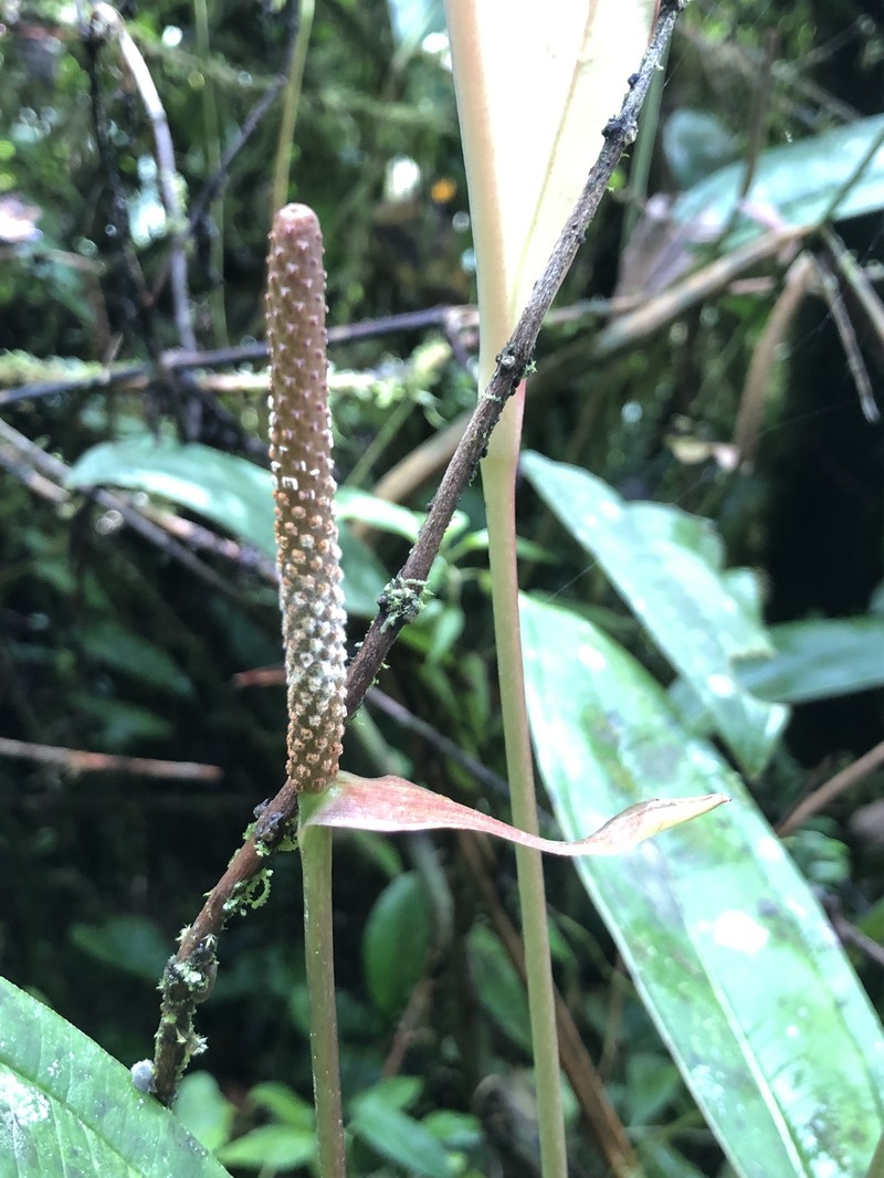Anthurium cascantei photo 2