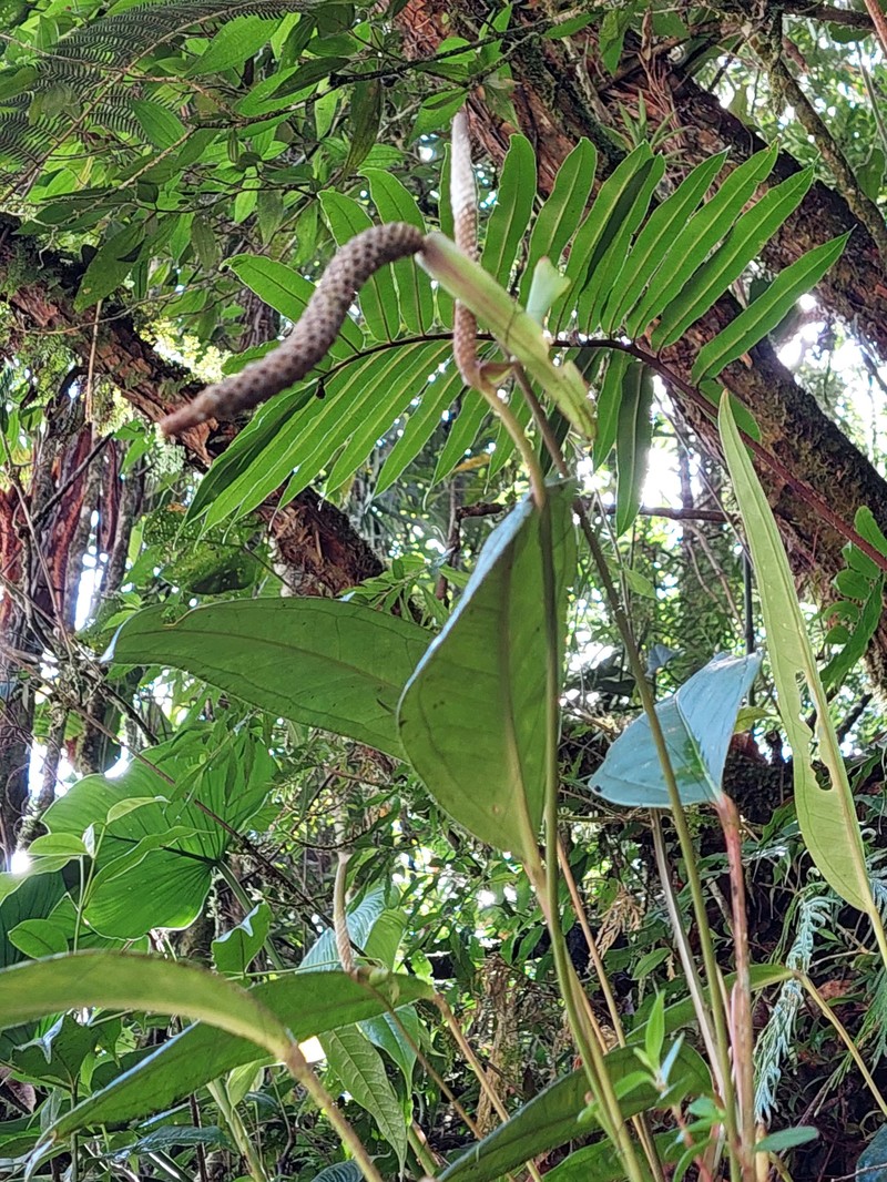 Anthurium cascantei photo 3