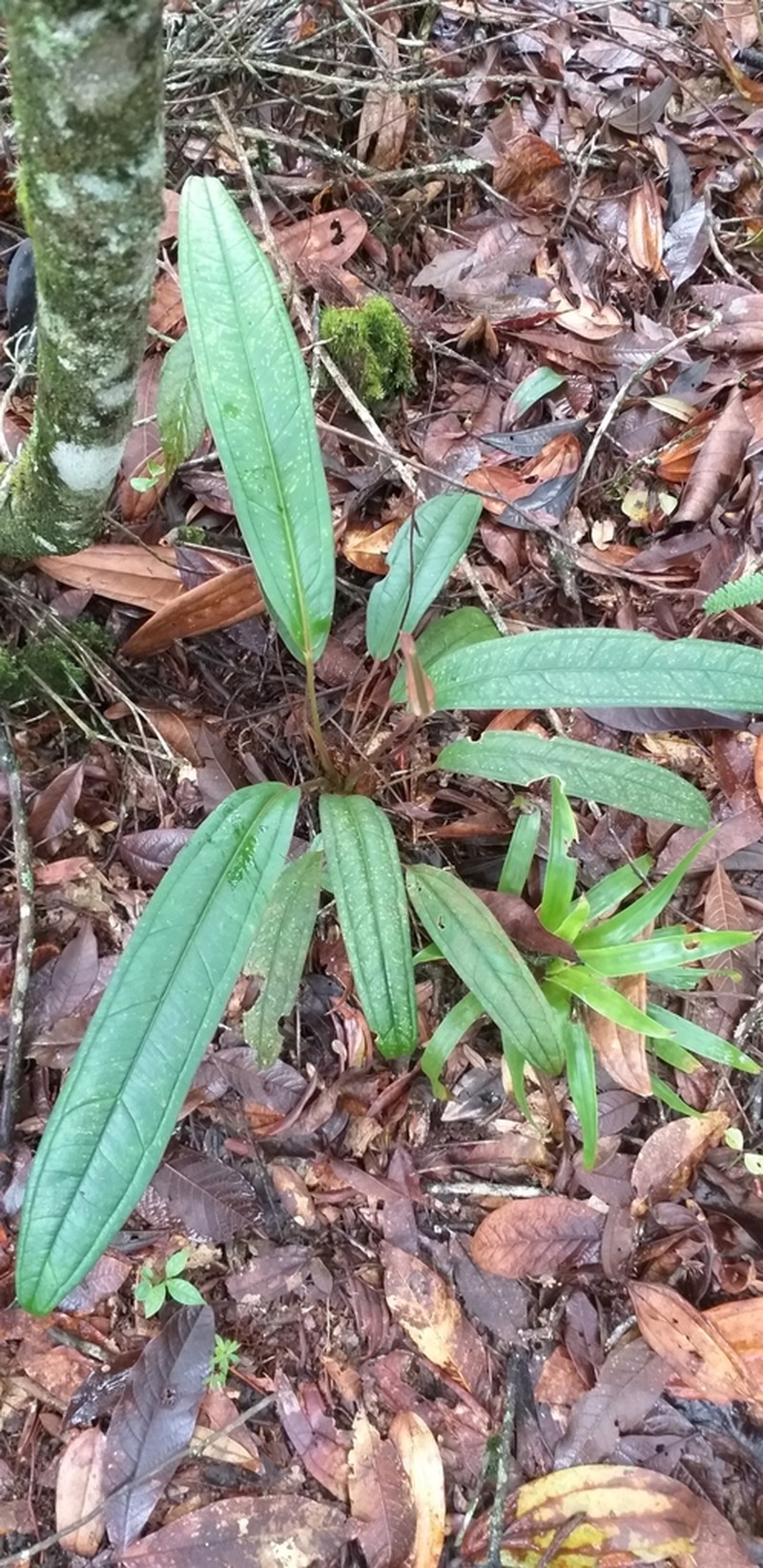 Anthurium caucanum