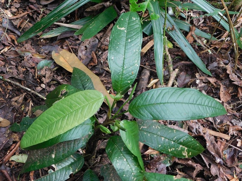 Anthurium caucanum photo 2