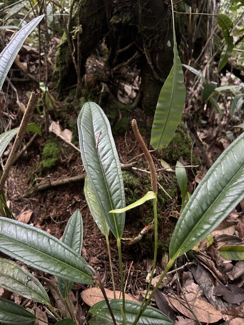 Anthurium caucanum photo 3
