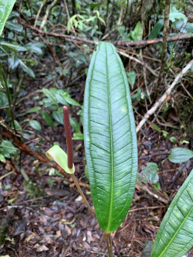 Anthurium caucanum photo 4