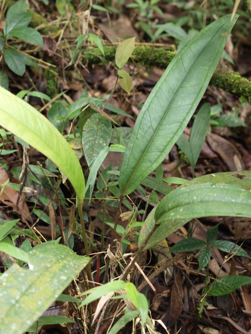 Anthurium caucanum photo 5