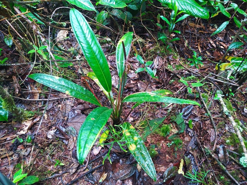 Anthurium caucanum photo 6