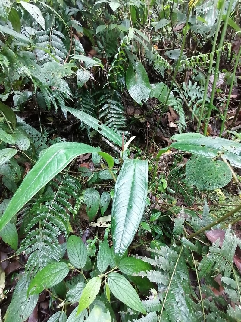 Anthurium caucanum photo 7