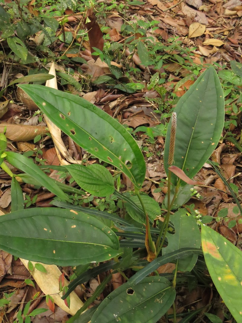 Anthurium caucanum photo 8