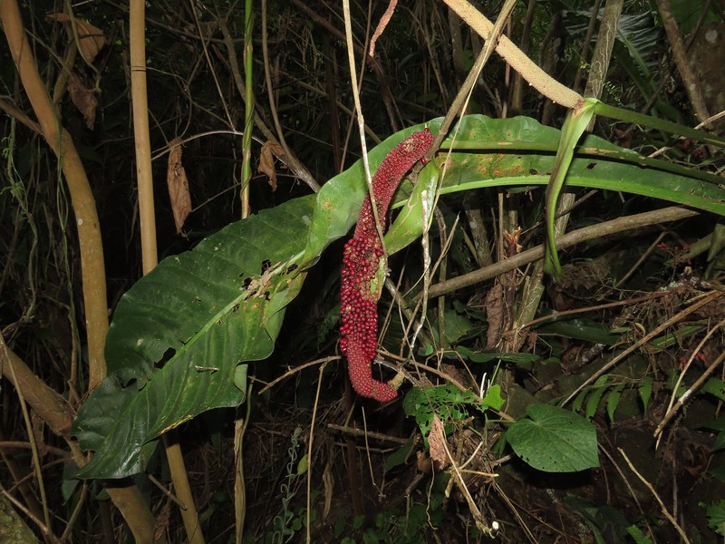 Anthurium caucavallense photo 4