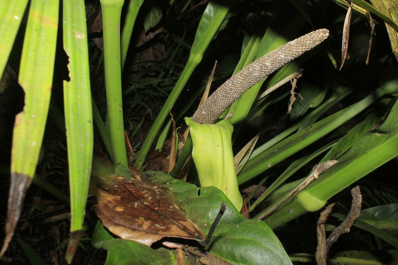 Anthurium caucavallense photo 5