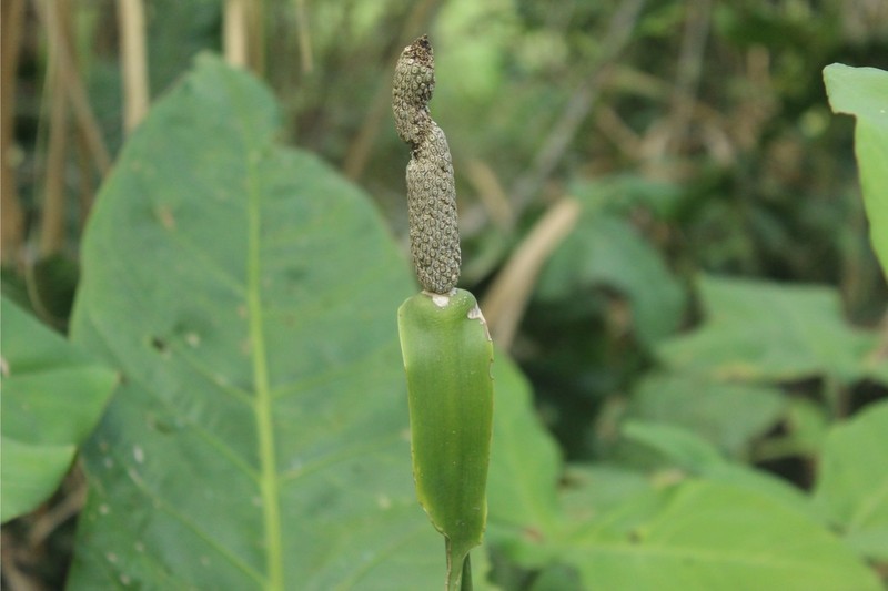 Anthurium caucavallense photo 6