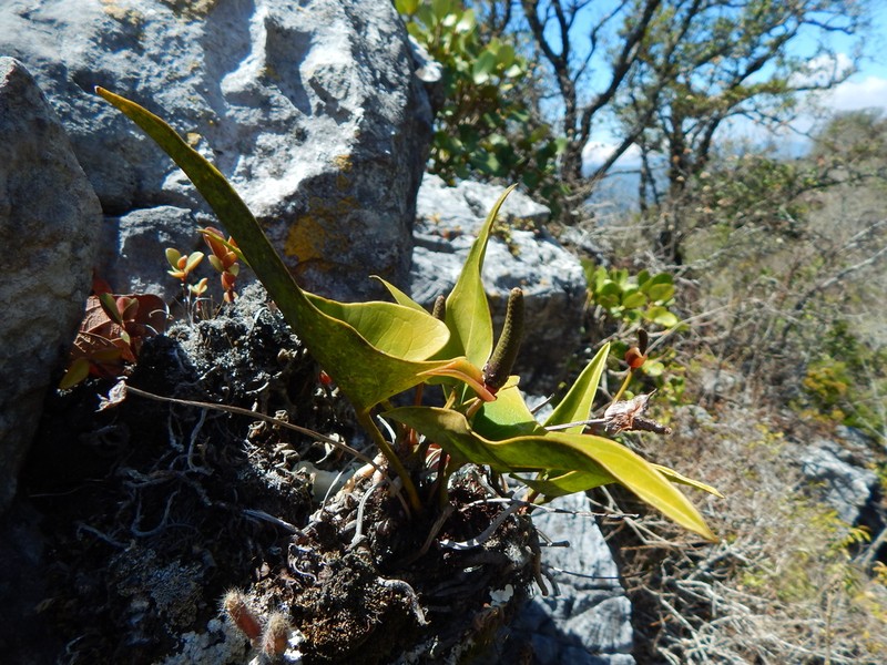 Anthurium cerrobaulense