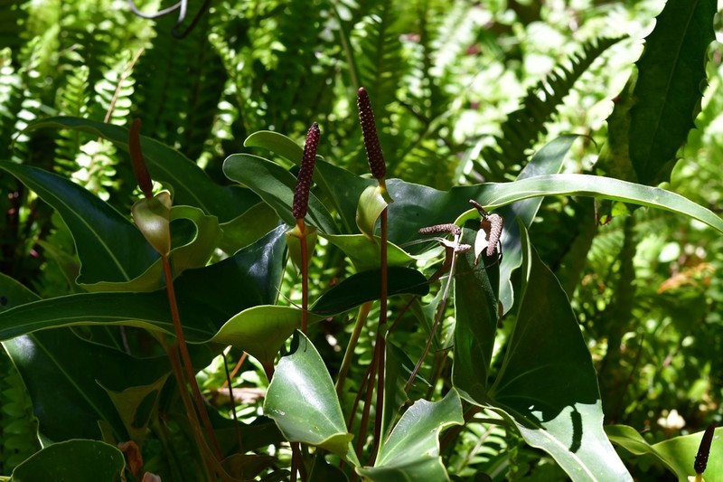 Anthurium cerrobaulense photo 3