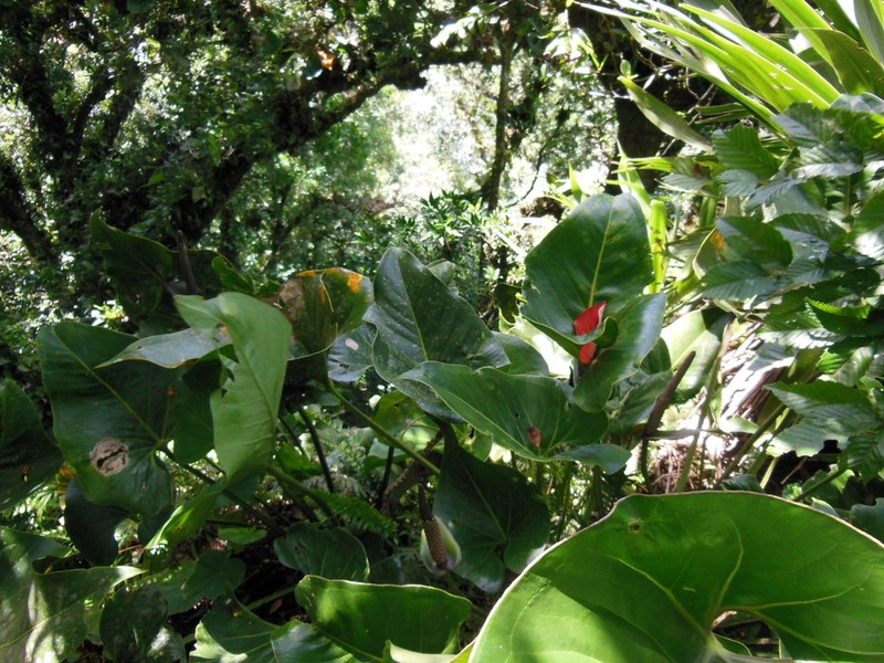 Anthurium cerrobaulense photo 4
