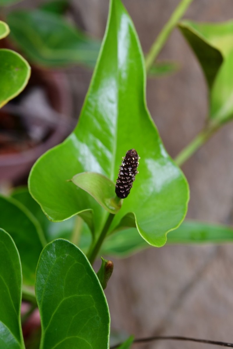 Anthurium cerrobaulense photo 5