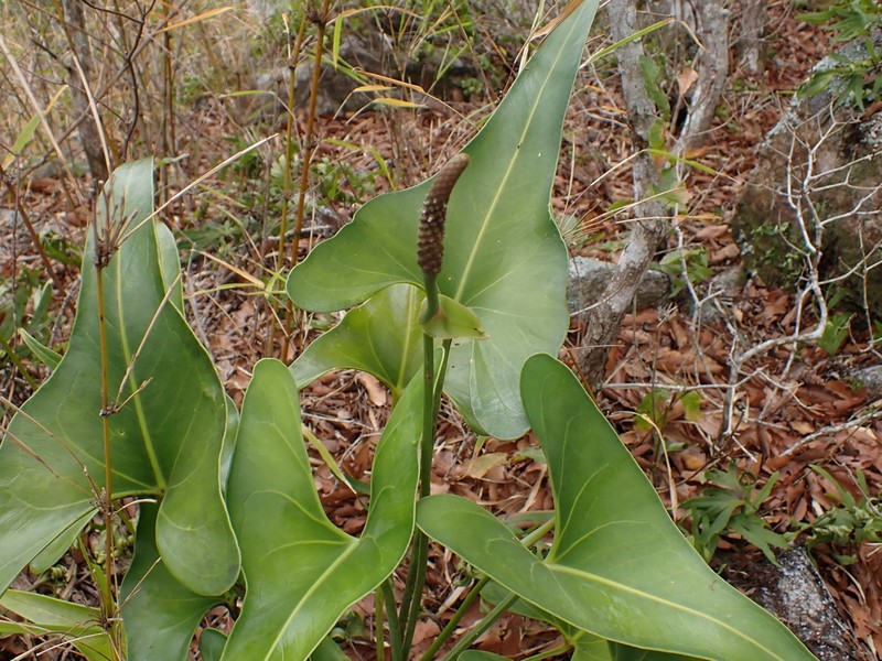 Anthurium cerrobaulense photo 6