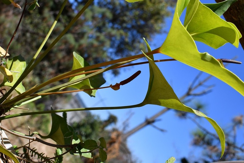 Anthurium cerrobaulense photo 8