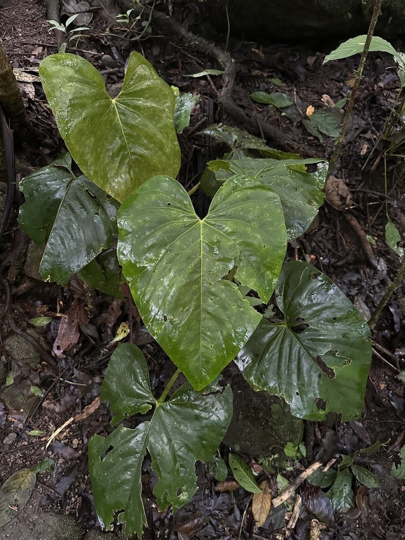Anthurium cerrocampanense