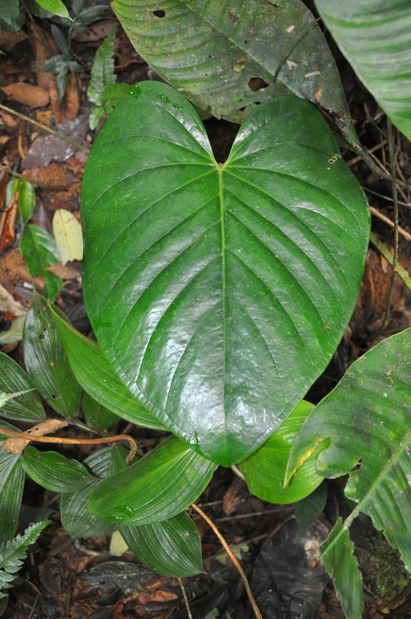 Anthurium cerrocampanense photo 3