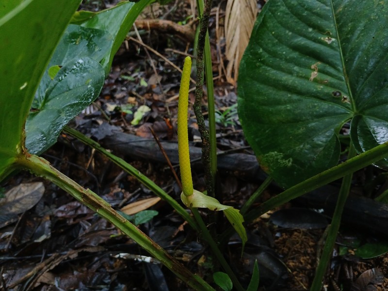 Anthurium cerrocampanense photo 5