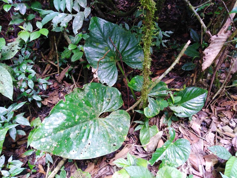 Anthurium cerrocampanense photo 7
