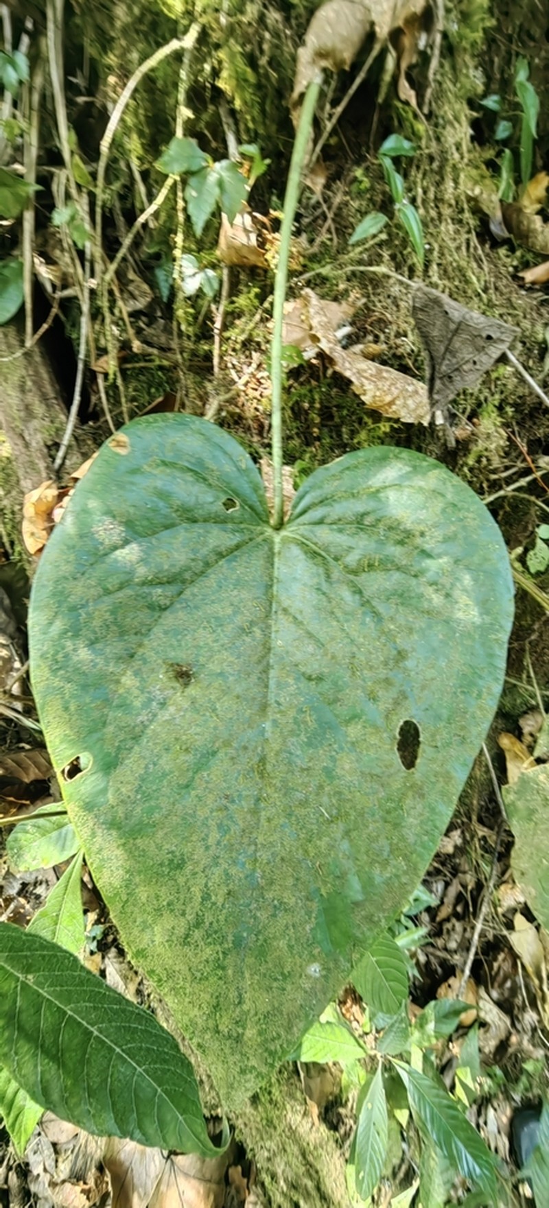 Anthurium cerropelonense