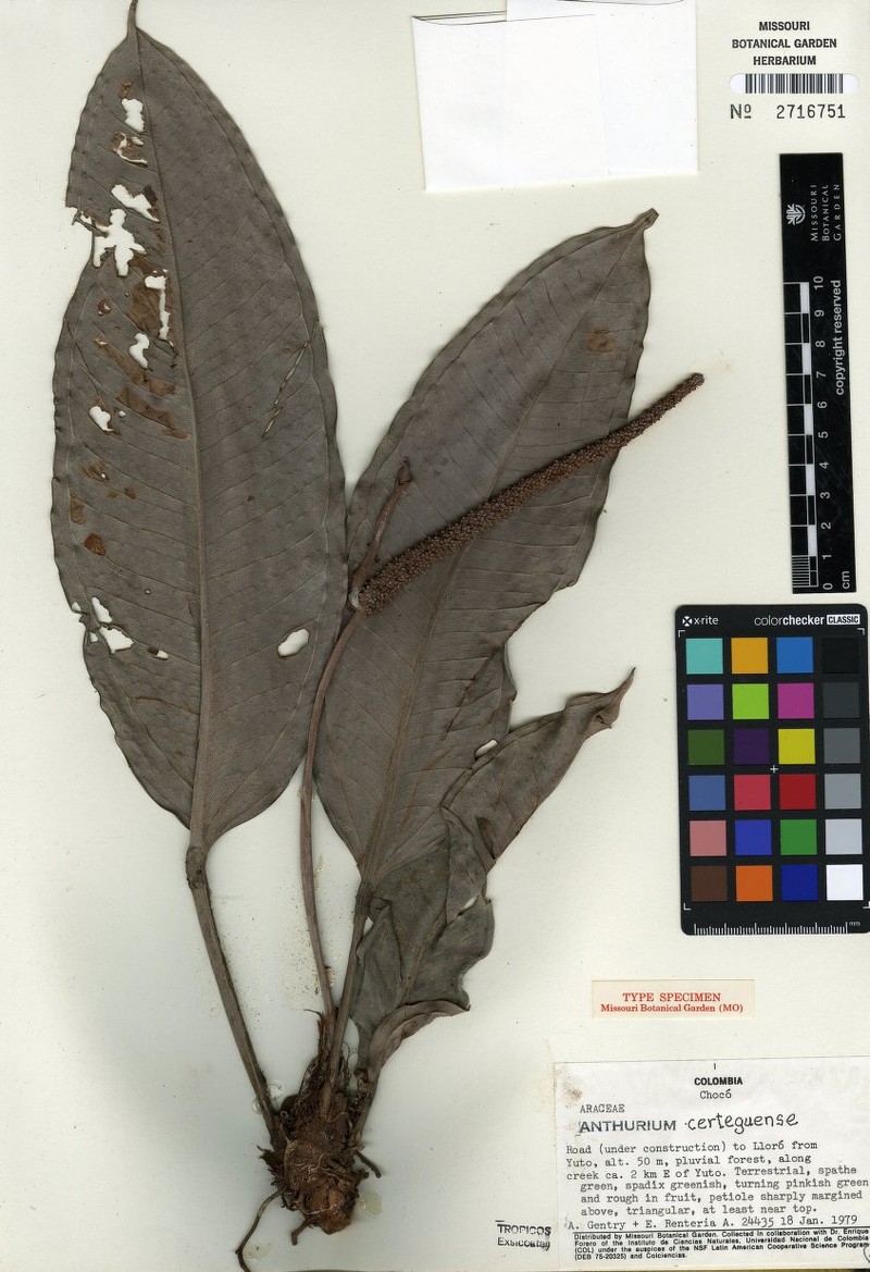 Anthurium certeguense