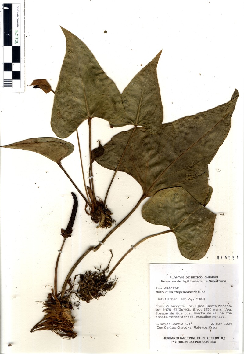Anthurium chamulense photo 2