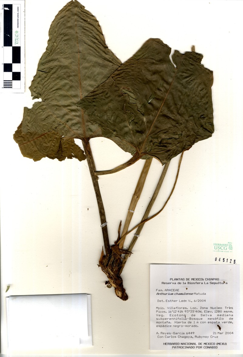 Anthurium chamulense photo 3