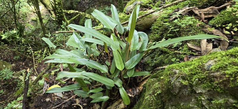 Anthurium chamulense
