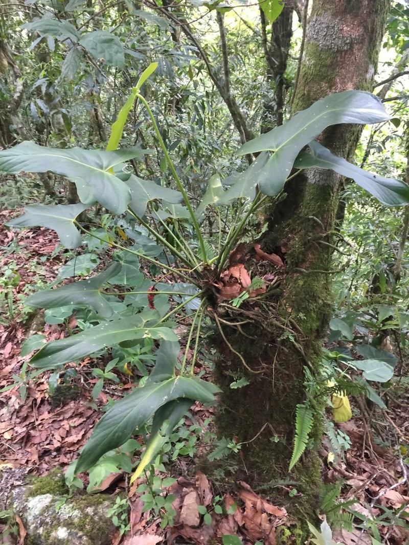 Anthurium chiapasense