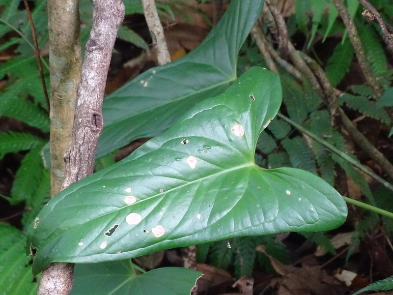 Anthurium chiapasense photo 3