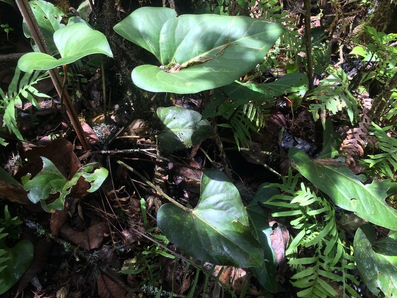Anthurium chiapasense photo 4