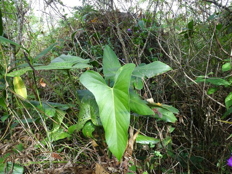 Anthurium chiapasense photo 5