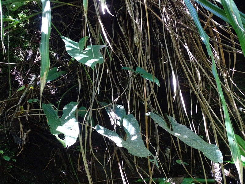 Anthurium chiapasense photo 6