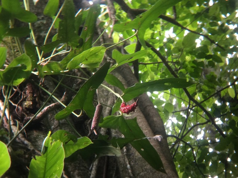 Anthurium chiapasense photo 7