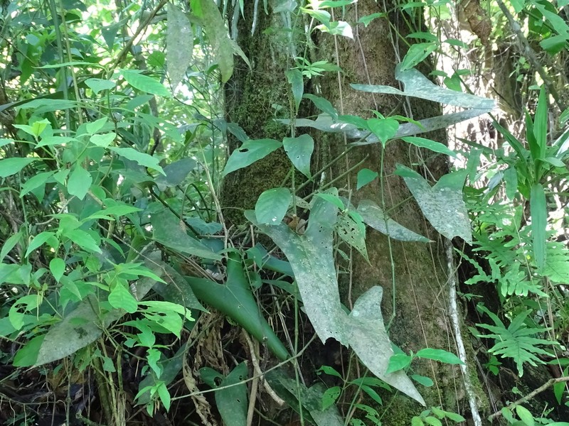 Anthurium chiapasense photo 8