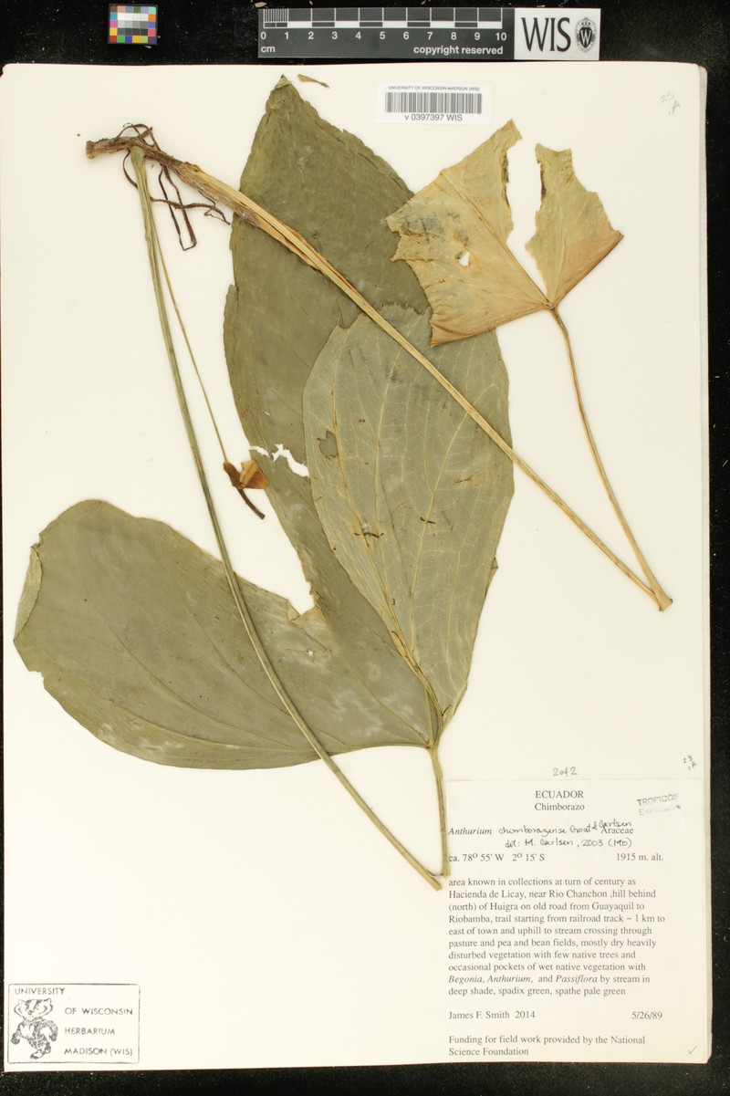 Anthurium chimborazense